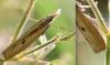 Agriphila inquinatella